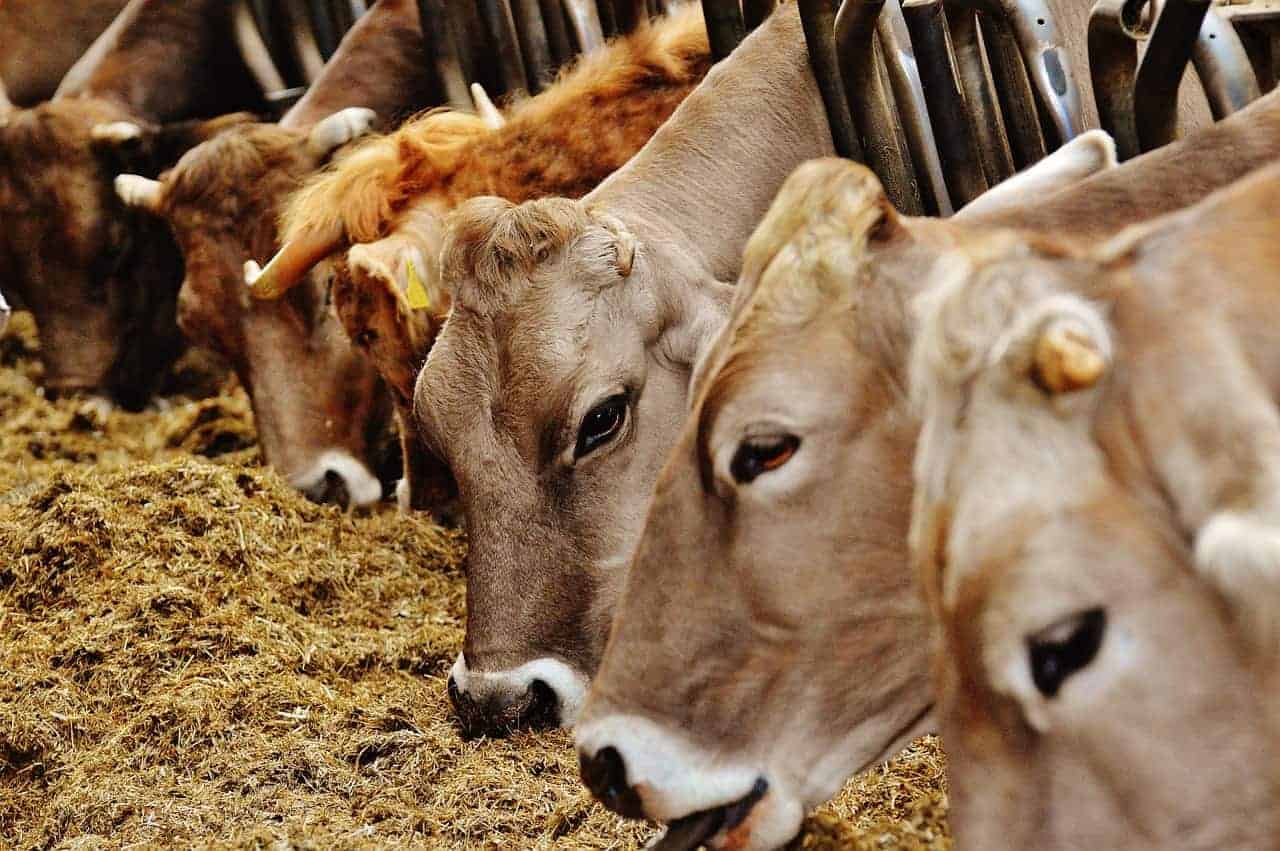 cows cattle beef red meat feeding