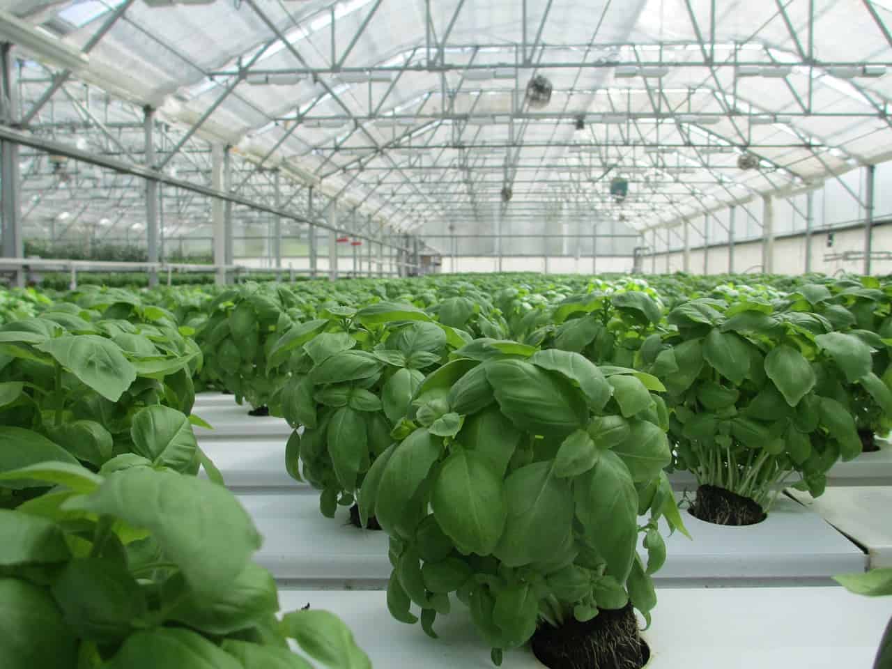 Research & Development 4 basil grow house