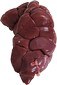 White Meat 2 veal kidney
