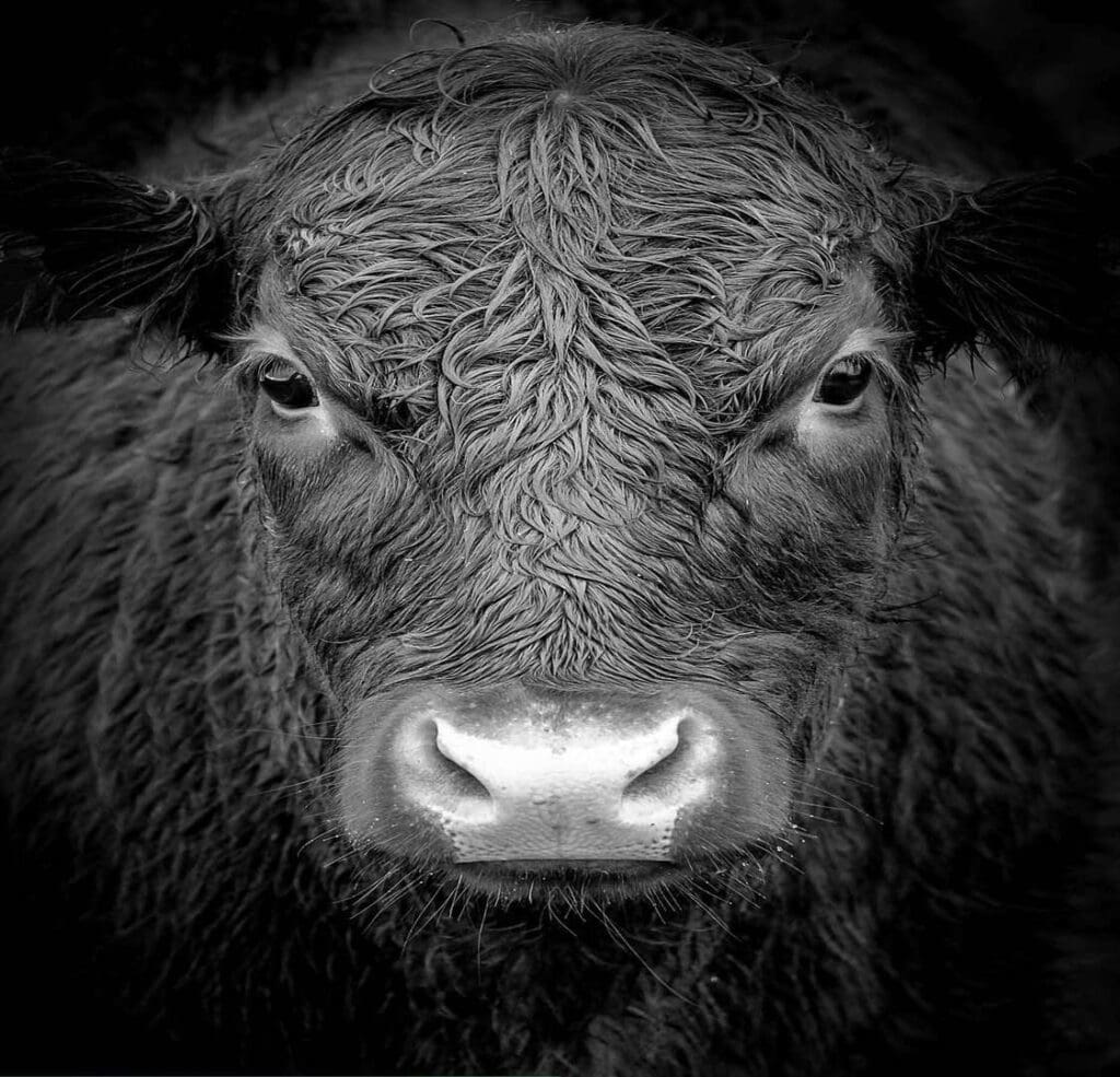 News 5 black angus cow