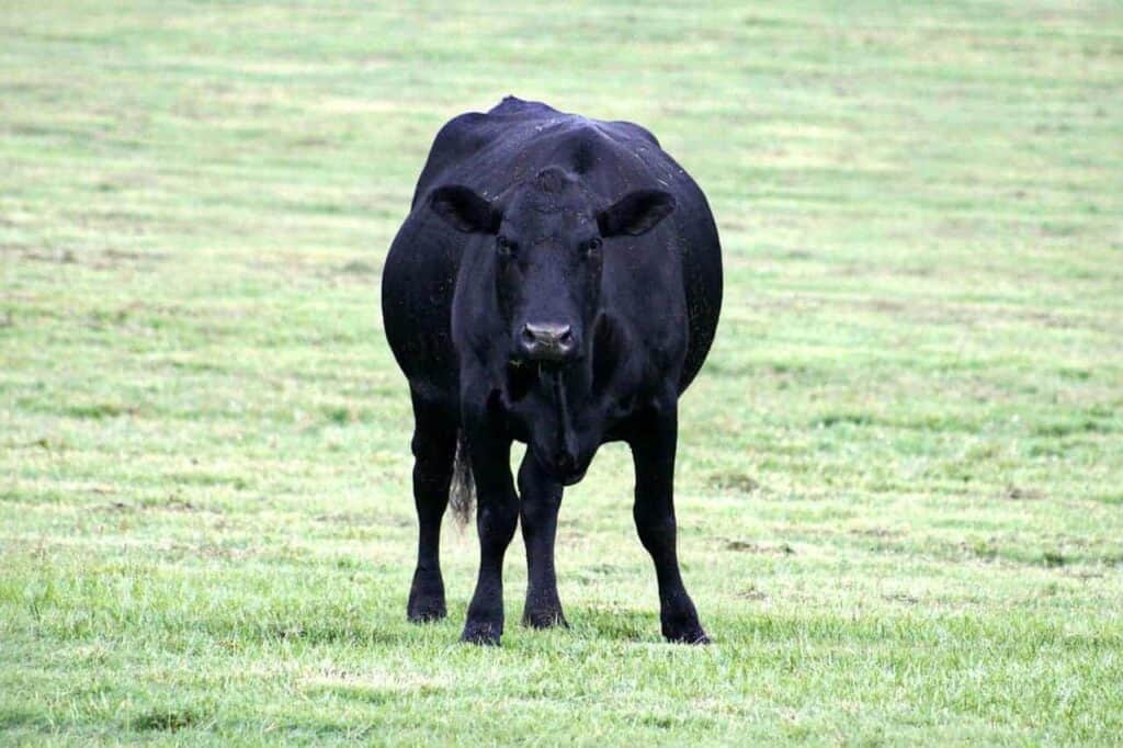 black cow vitamin - Red Meat as a Vitamin Source