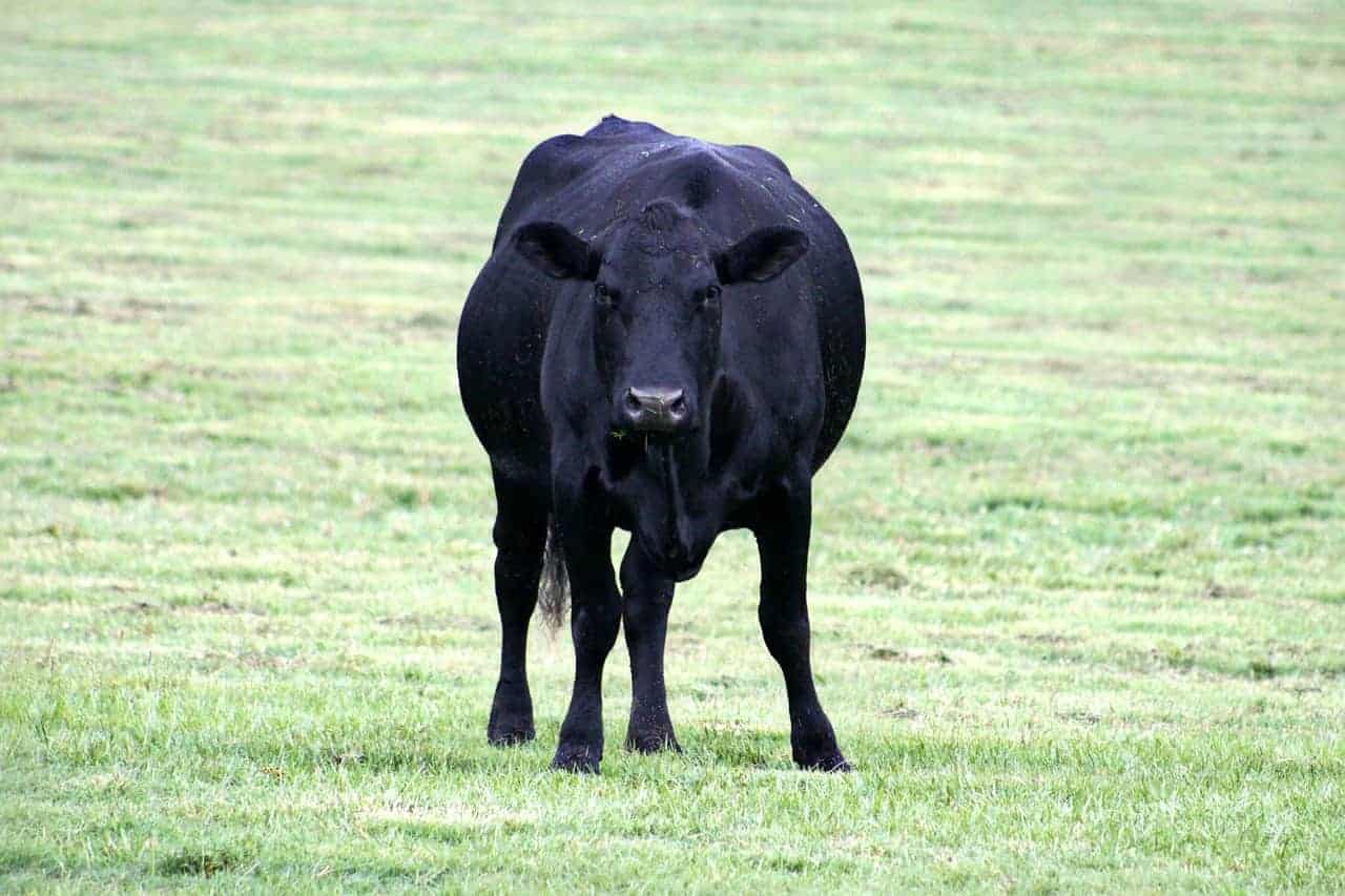 black cow vitamin - Red Meat as a Vitamin Source