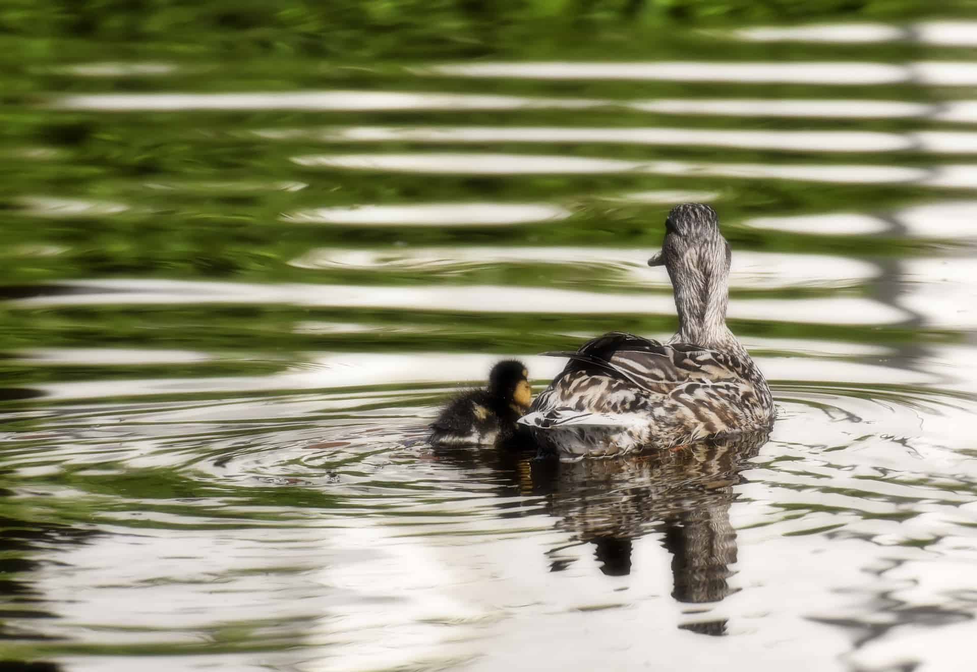 ducks ducks
