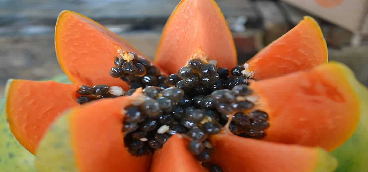 About Us 4 papaya 1