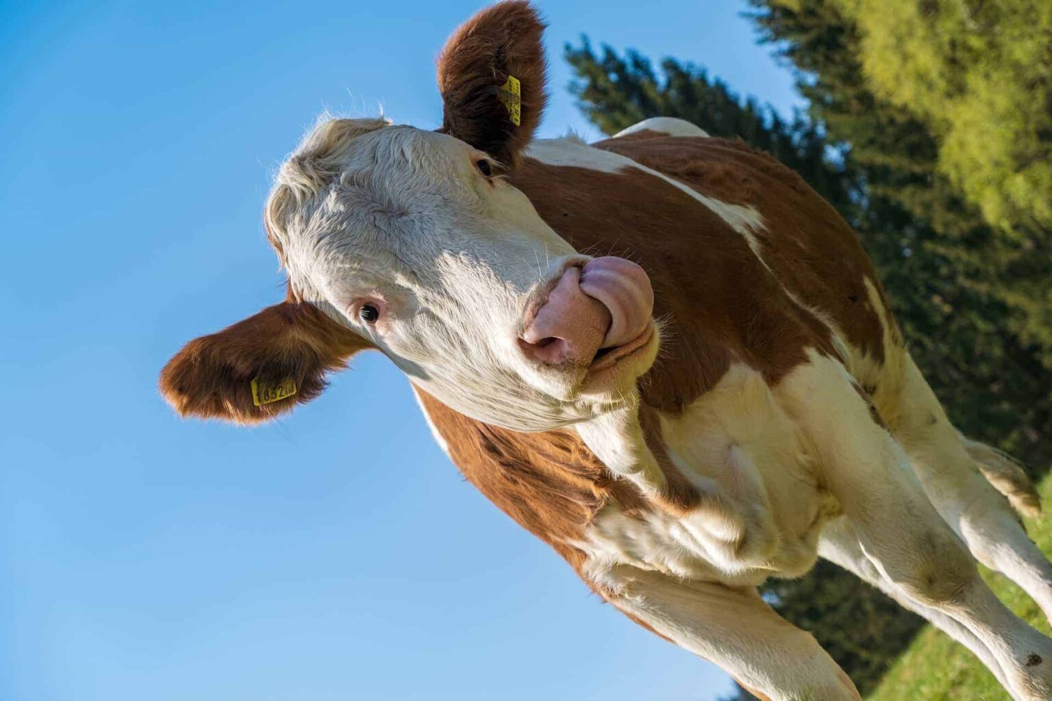 cow789