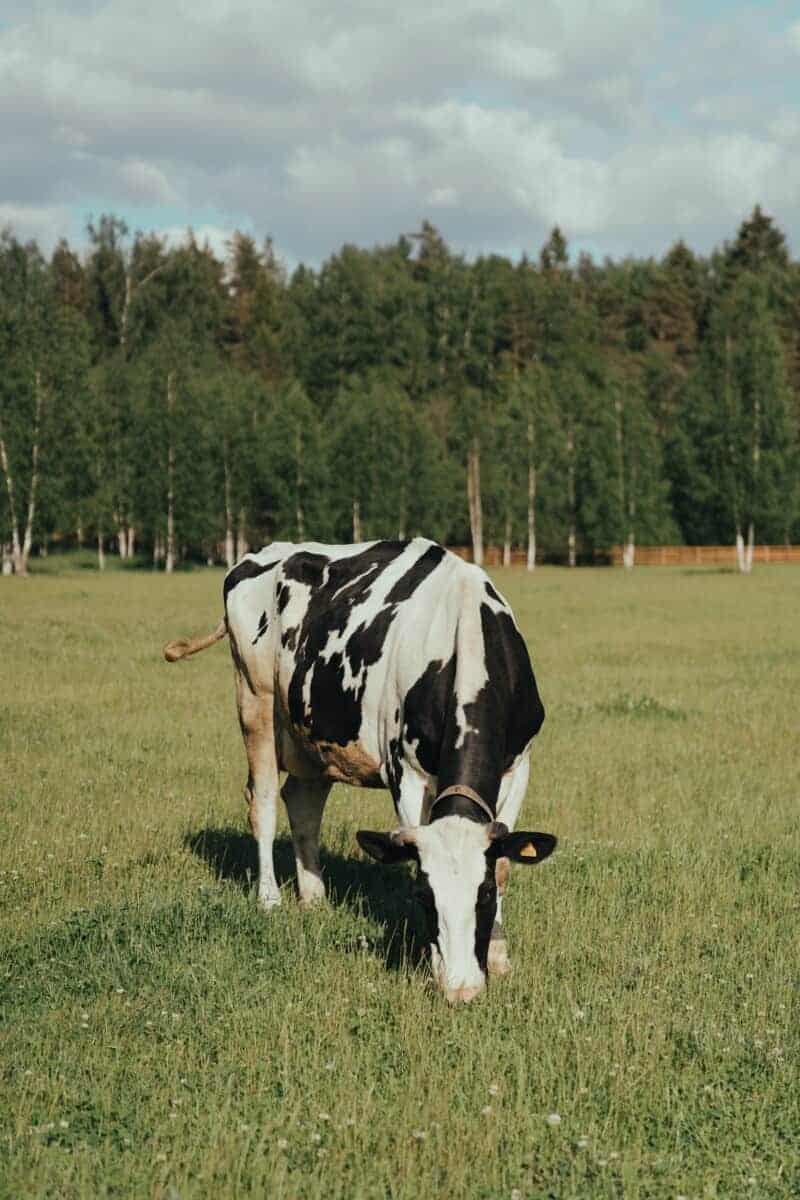 cow2