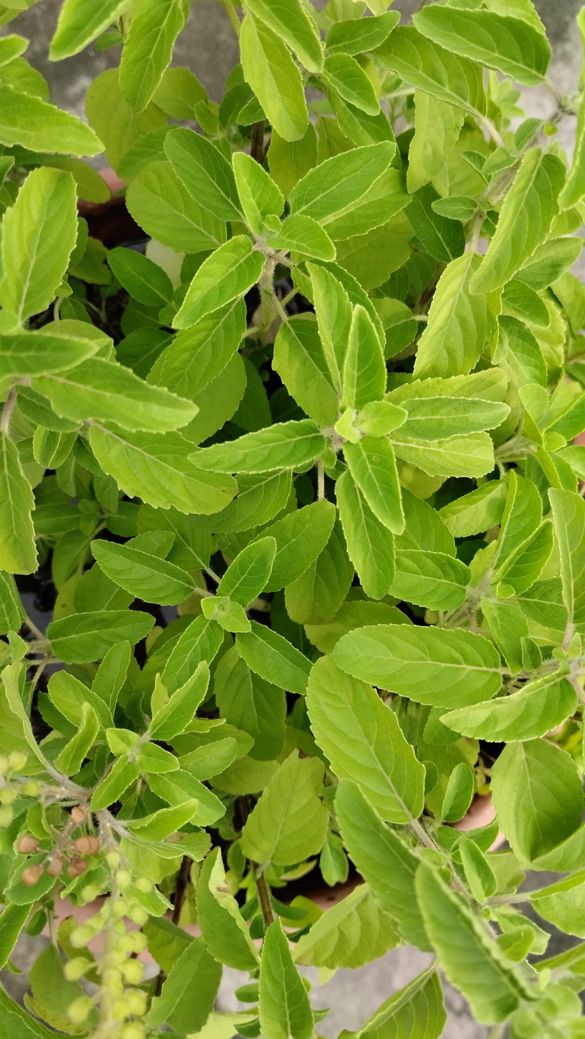 Spices and herbs