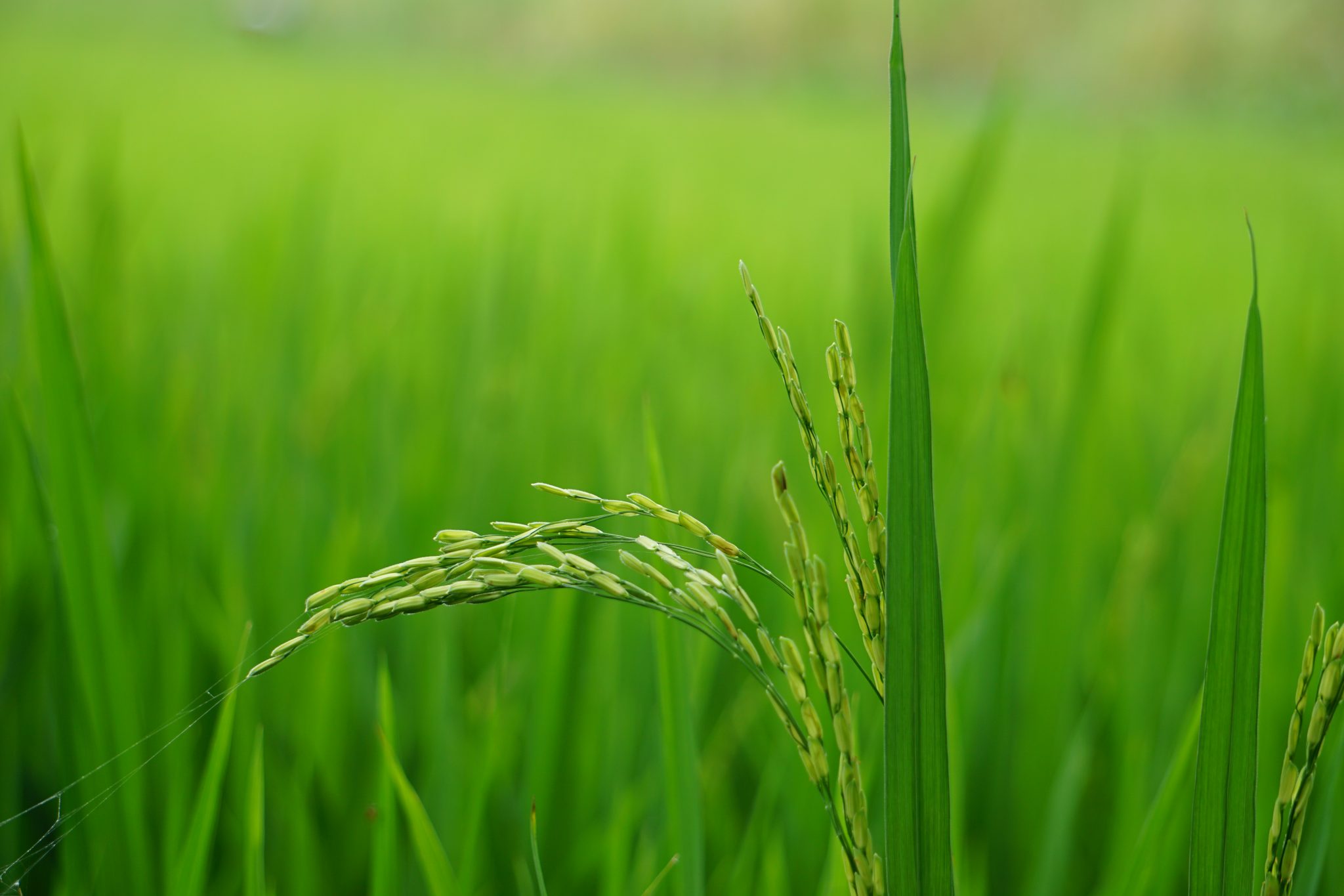 Grains and seeds