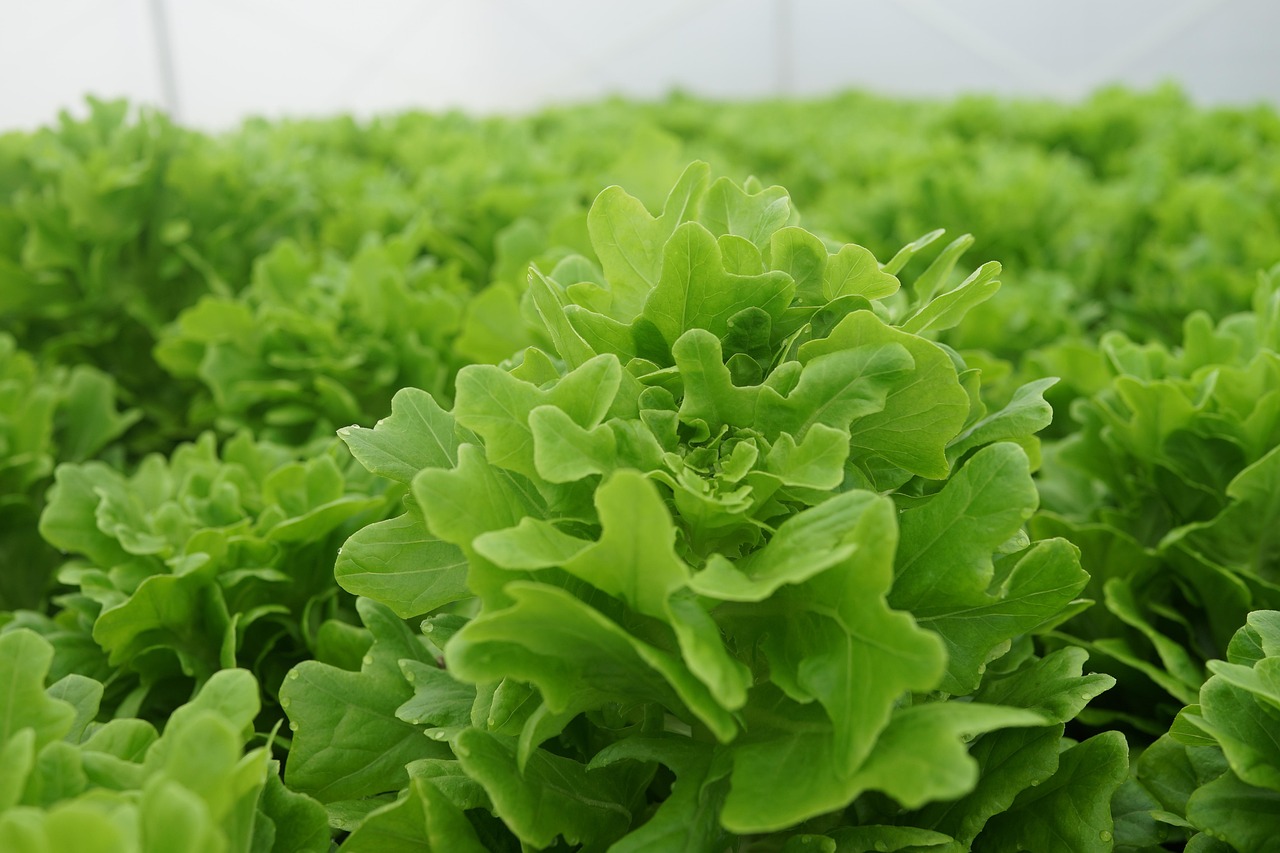 Food ingredient and oil programs