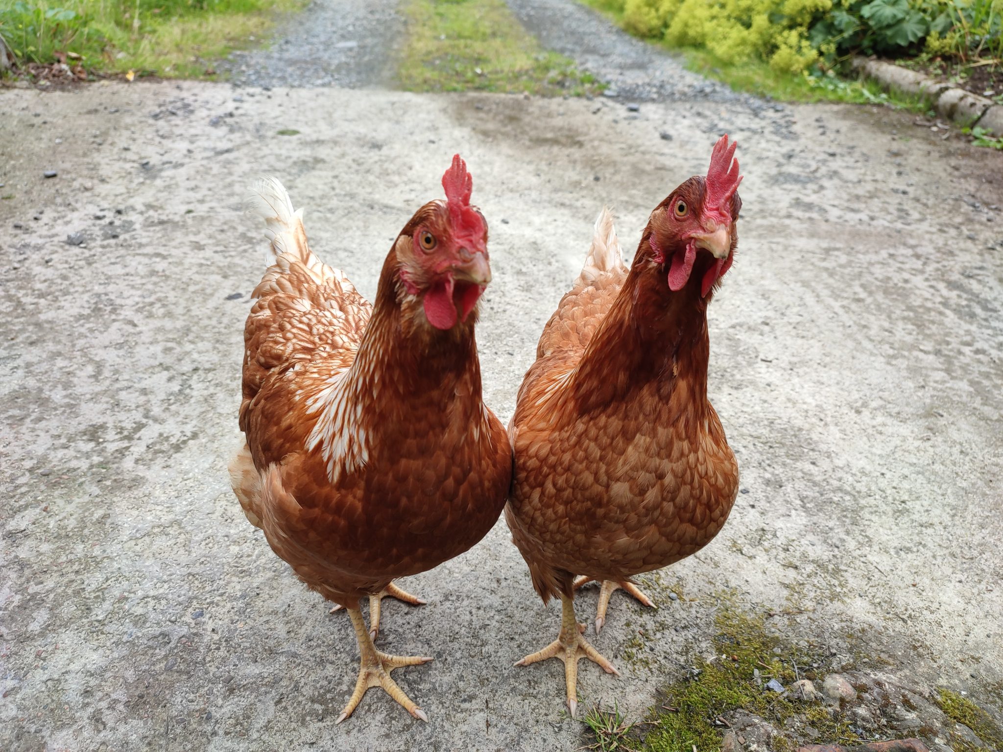 Poultry and 白肉 supply