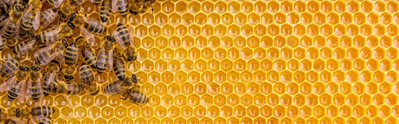 bees sustainability bees sustainability