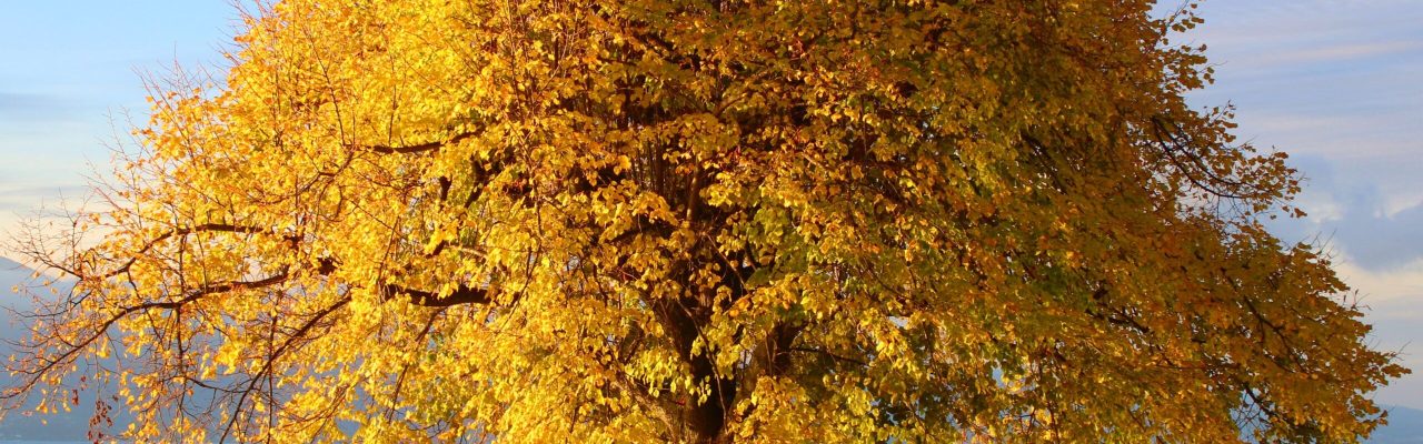 sustainability yellow tree